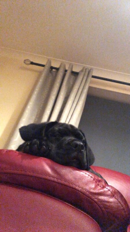 Cane Corso puppies for sale in Aberdeen, City of Aberdeen – 12 weeks old - Image 3 of 6