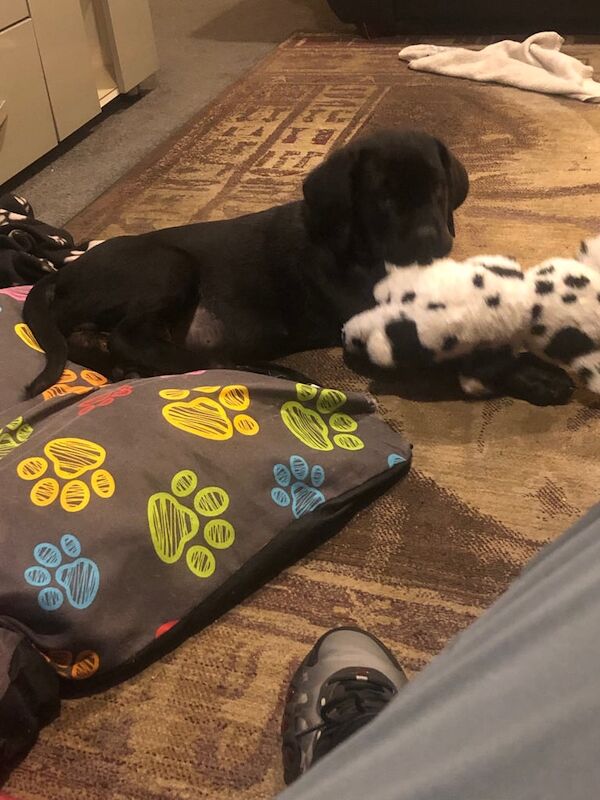 Cane Corso puppies for sale in Aberdeen, City of Aberdeen – 12 weeks old - Image 4 of 6