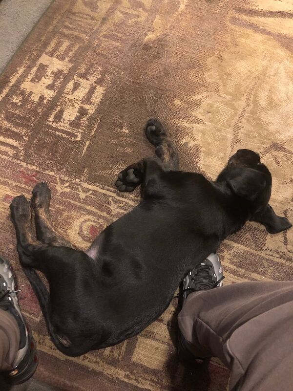 Cane Corso puppies for sale in Aberdeen, City of Aberdeen – 12 weeks old - Image 5 of 6
