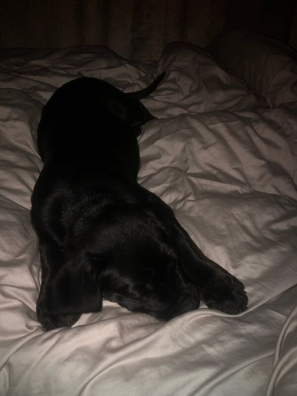 Cane Corso puppies for sale in Aberdeen, City of Aberdeen – 12 weeks old - Image 6 of 6