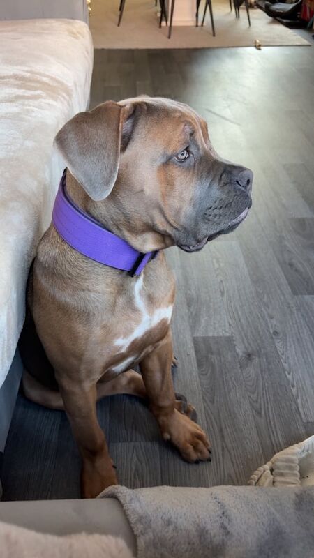 Khellani - Cane Corso for sale in Harpurhey, Greater Manchester