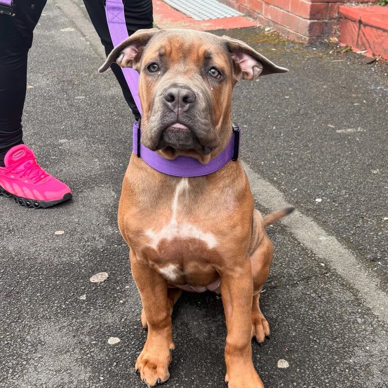 Khellani - Cane Corso for sale in Harpurhey, Greater Manchester | Image 2