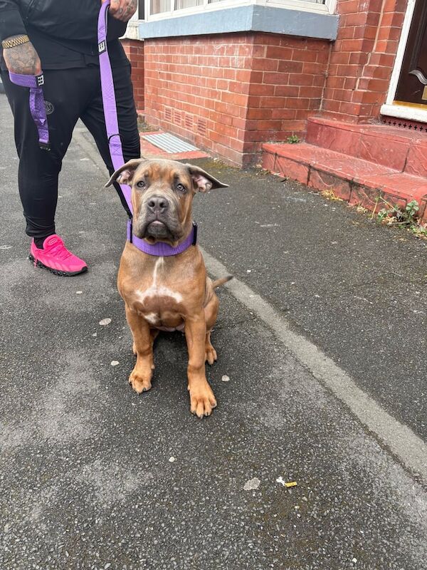 Khellani - Cane Corso for sale in Harpurhey, Greater Manchester | Image 3