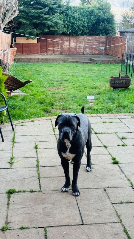 Cane Corso puppies for sale in Luton, Bedfordshire – 1 year old - Image 2 of 4