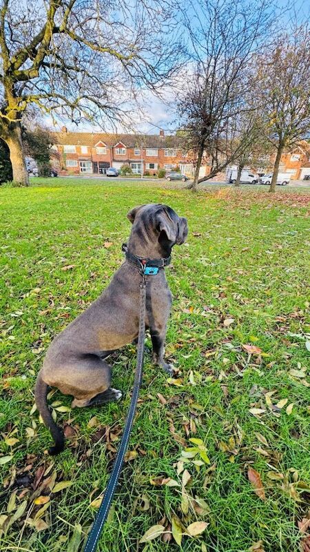 Cane Corso puppies for sale in Luton, Bedfordshire – 1 year old - Image 4 of 4