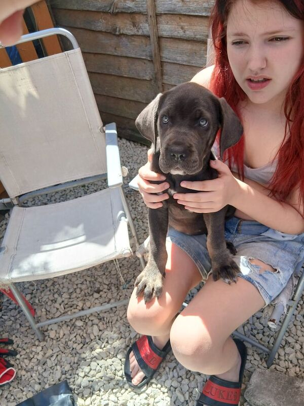 Cane Corso puppies for sale in Canterbury, Kent – 11 weeks old