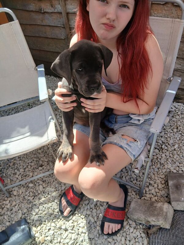 Cane Corso puppies for sale in Canterbury, Kent – 11 weeks old - Image 2 of 3