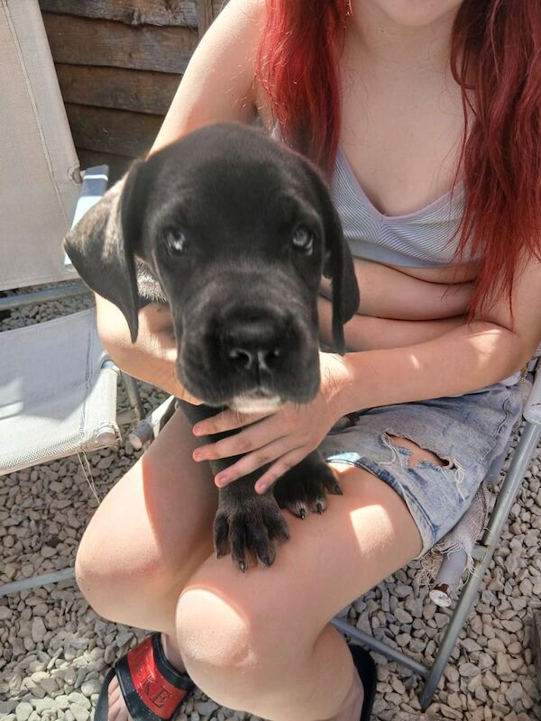 Cane Corso puppies for sale in Canterbury, Kent – 11 weeks old - Image 3 of 3