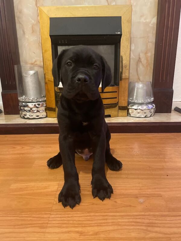 Cane Corso puppies for sale in East End, East Riding of Yorkshire – 8 weeks old