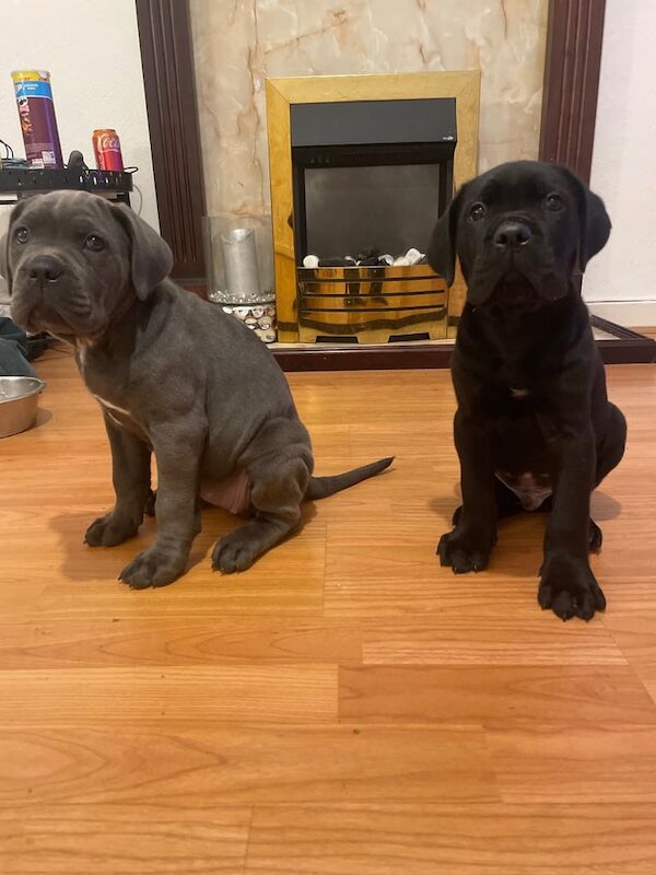 Cane Corso puppies for sale in East End, East Riding of Yorkshire – 8 weeks old - Image 2 of 3