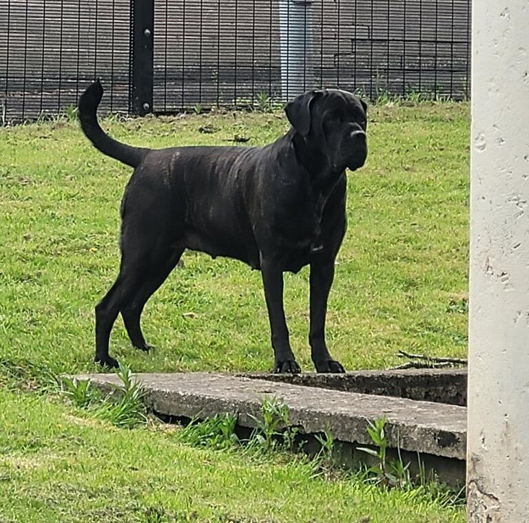 Cane Corso puppies for sale in East End, East Riding of Yorkshire – 8 weeks old - Image 3 of 3