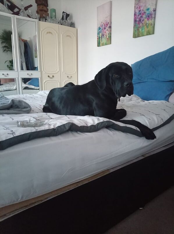 Cane Corso puppies for sale in Maidenhead, Berkshire – 8 months old