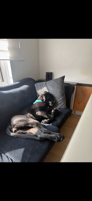 Cane Corso puppies for sale in Maidenhead, Berkshire – 8 months old - Image 2 of 5