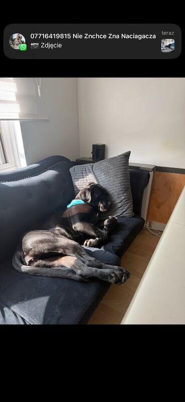 Cane Corso puppies for sale in Maidenhead, Berkshire – 8 months old - Image 3 of 5