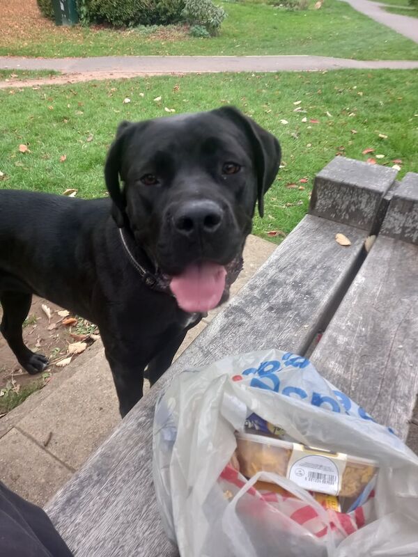 Cane Corso puppies for sale in Maidenhead, Berkshire – 8 months old - Image 5 of 5