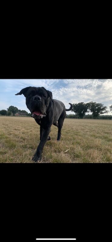 Cane Corso puppies for sale in Blofield, Norfolk – 2 years old