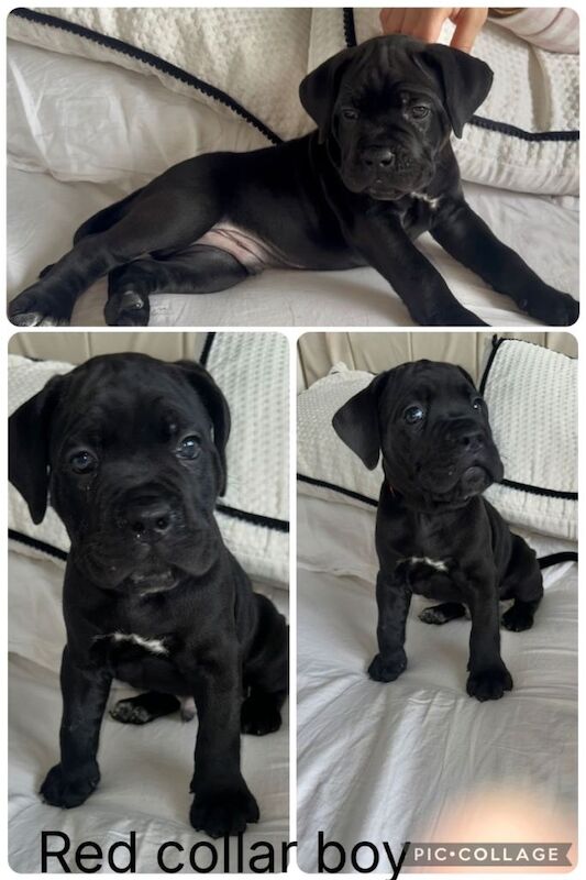 Cane Corso puppies for sale in Ilford, Greater London – 7 weeks old