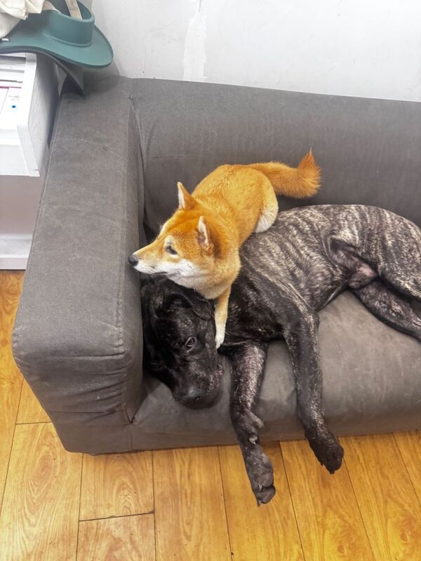 Cane Corso puppies for sale in Plaistow, Greater London – 9 months old