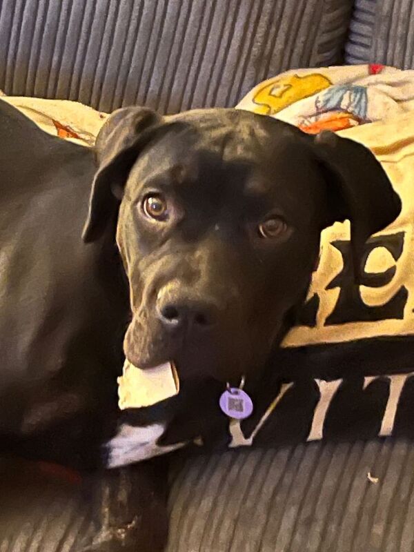 Cane Corso Puppies For Sale