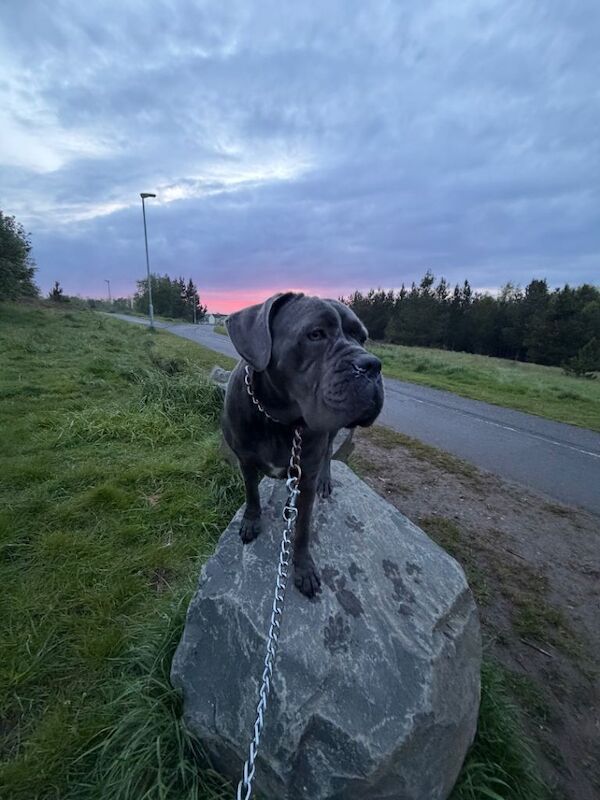 Luna