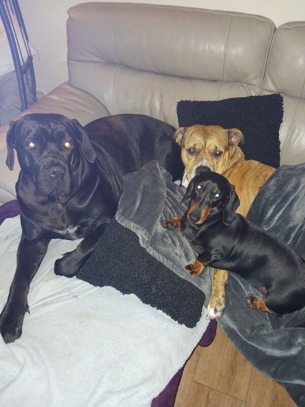 Cane Corso puppies for sale in Bradwell, Norfolk – 1 year old