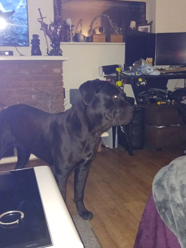 Cane Corso puppies for sale in Bradwell, Norfolk – 1 year old - Image 2 of 5
