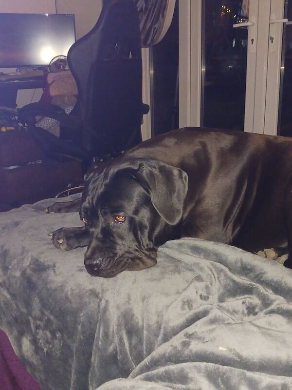 Cane Corso puppies for sale in Bradwell, Norfolk – 1 year old - Image 3 of 5