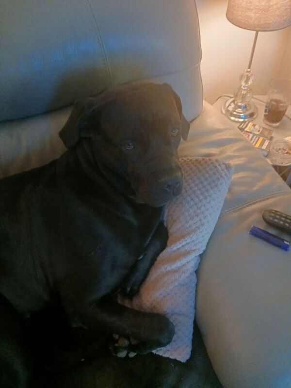 Cane Corso puppies for sale in Bradwell, Norfolk – 1 year old - Image 4 of 5