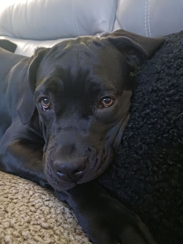 Cane Corso puppies for sale in Bradwell, Norfolk – 1 year old - Image 5 of 5