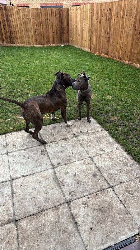 Cane Corso puppies for sale in Basildon, Essex – 2 years old - Image 2 of 3