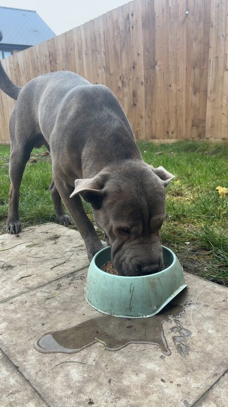 Cane Corso puppies for sale in Basildon, Essex – 2 years old - Image 3 of 3