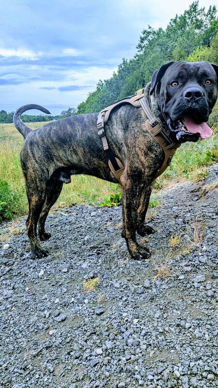 Cane Corso puppies for sale in Alfreton, Derbyshire – 2 years old