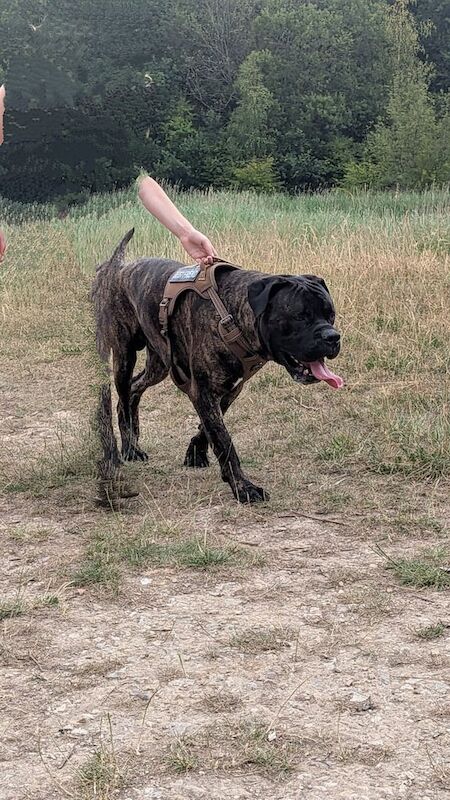 Cane Corso puppies for sale in Alfreton, Derbyshire – 2 years old - Image 2 of 3