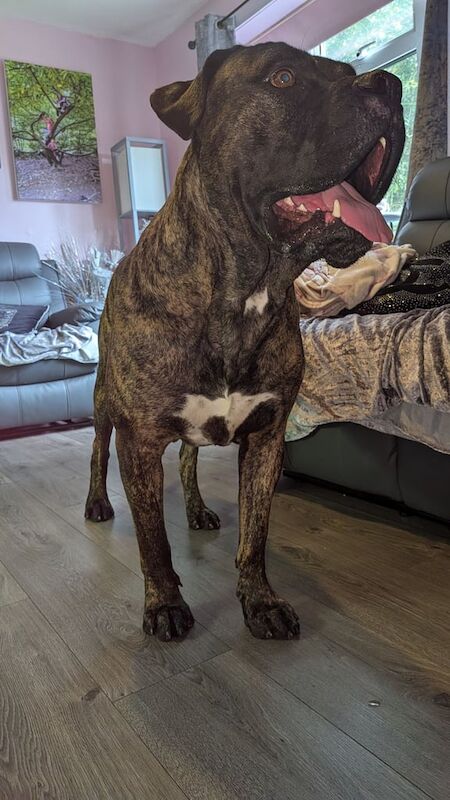 Cane Corso puppies for sale in Alfreton, Derbyshire – 2 years old - Image 3 of 3