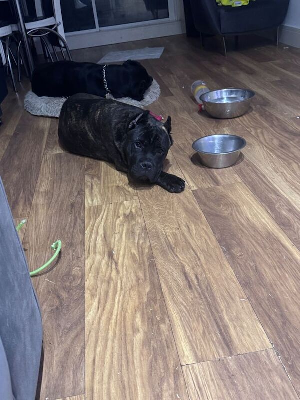 Cane Corso puppies for sale in North London, London – 8 months old