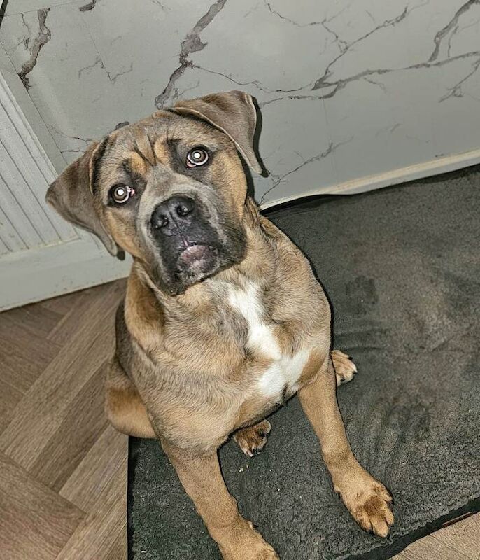 Cane Corso Puppies For Sale