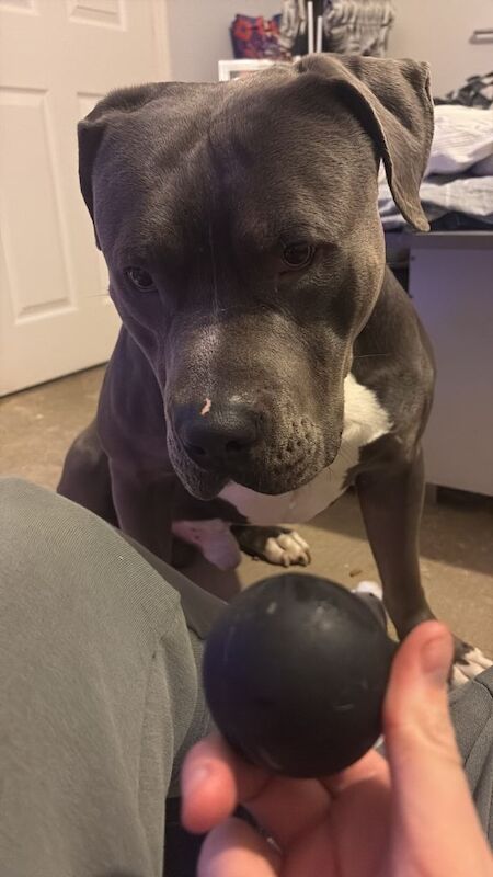 Cane Corso puppies for sale in Sutton in Ashfield, Nottinghamshire – 1 year old