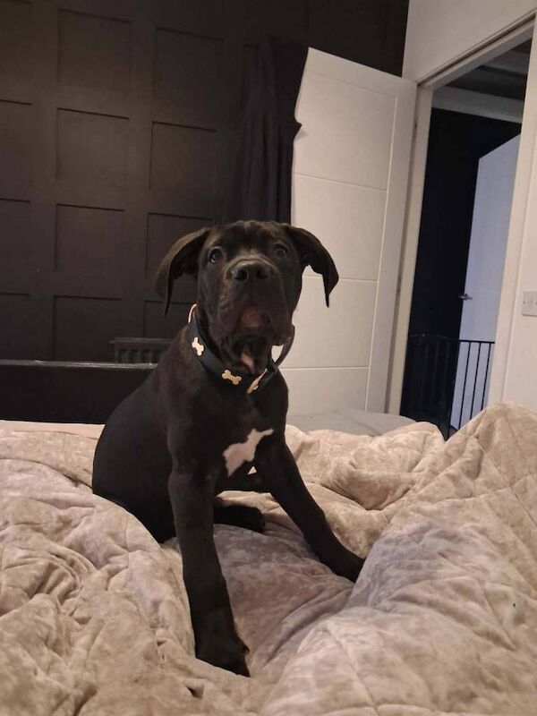 Male puppy