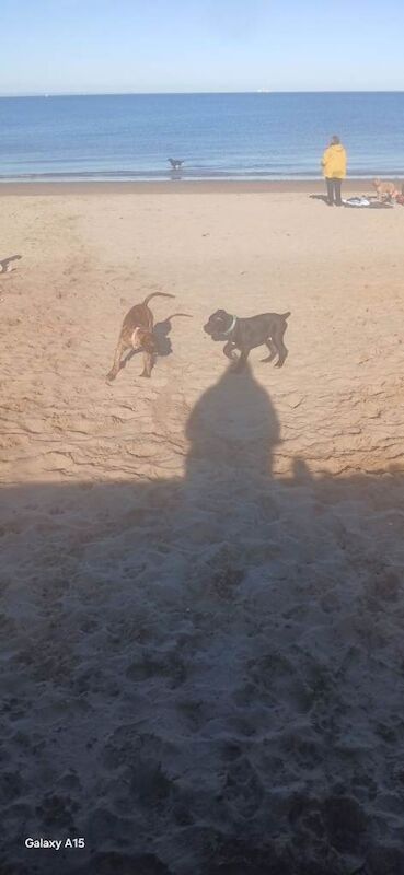 Male puppy - Image 2 of 4