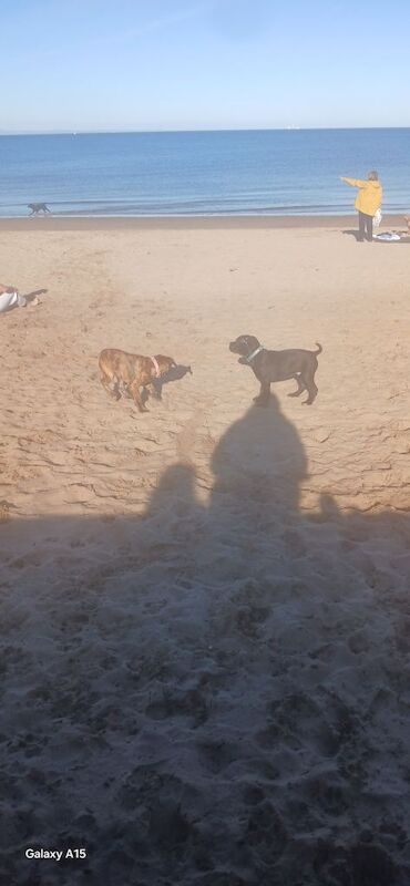 Male puppy - Image 3 of 4