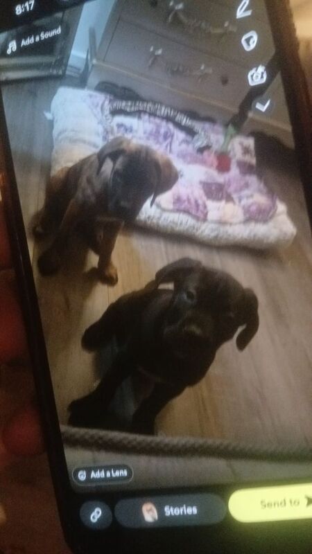 Male puppy - Image 4 of 4