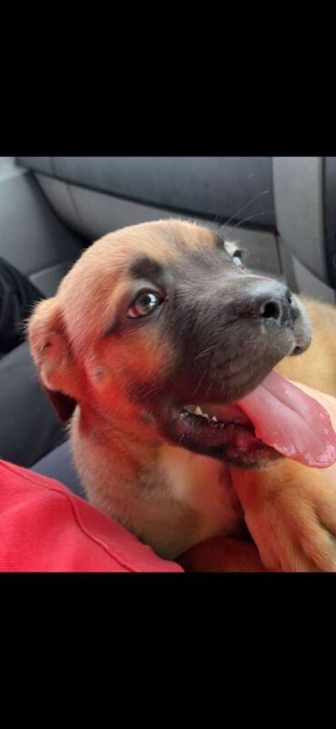 Cane Corso puppies for sale in Elgin, Moray – 9 weeks old