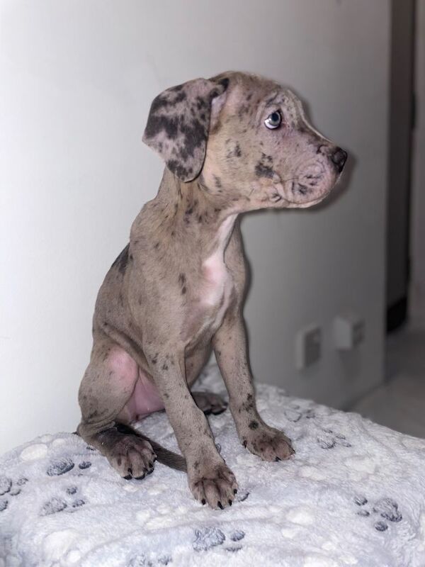Cane Corso Puppies For Sale Under £1,000