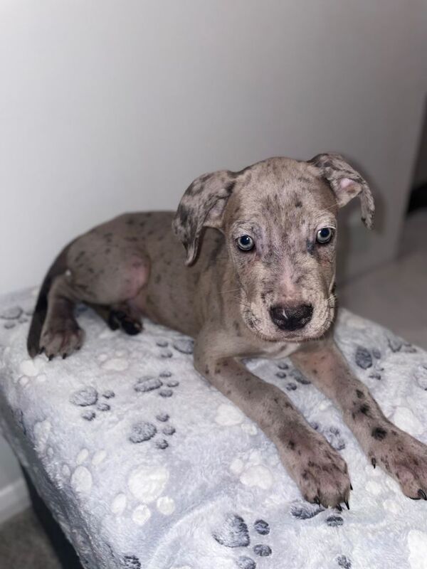 Merle Cane Corso Puppies - Image 2 of 3