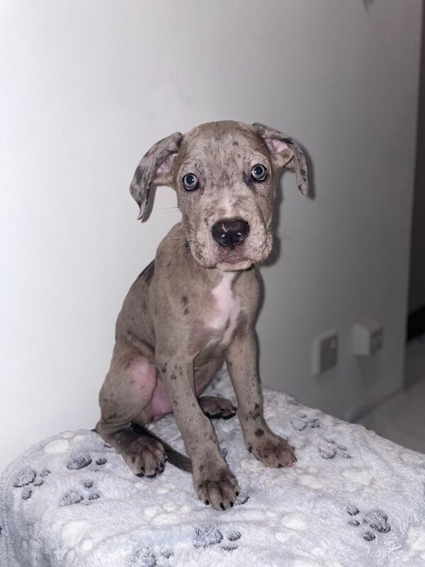 Merle Cane Corso Puppies - Image 3 of 3
