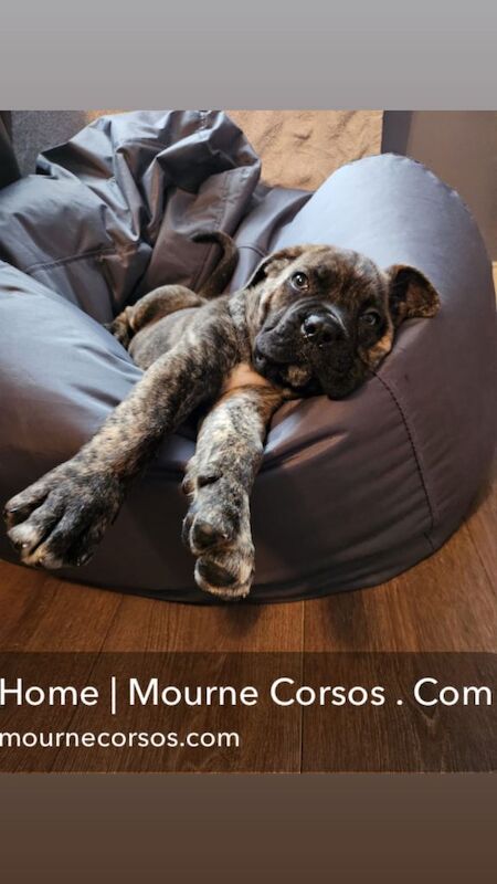 Cane Corso puppies for sale in Newcastle, County Down β 10 weeks old