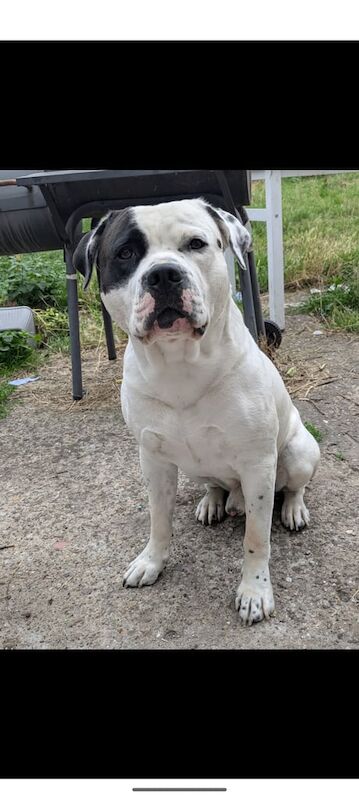 Cane Corso puppies for sale in Sneinton, Nottinghamshire – 3 years old