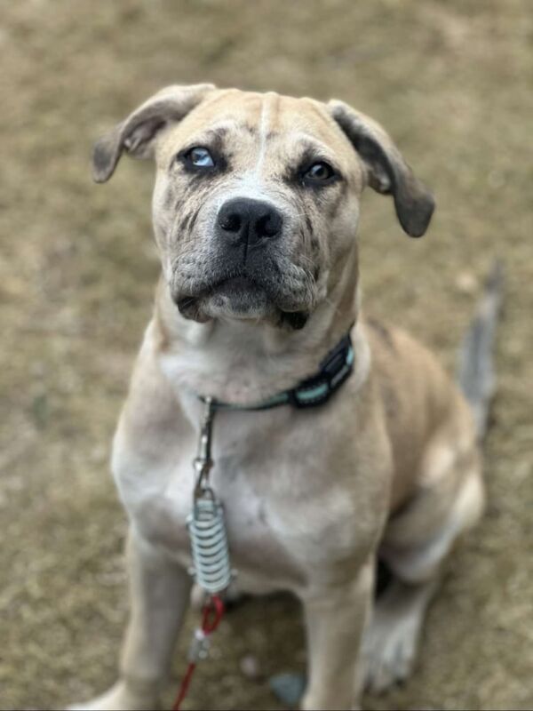 Cane Corso puppies for sale in Holme-on-Spalding-Moor, East Riding of Yorkshire – 6 months old