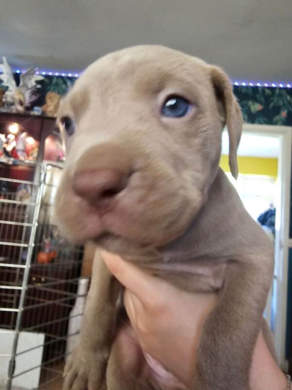 OVNO ...Last 2 boys ...cane corso x great dane - Image 2 of 3