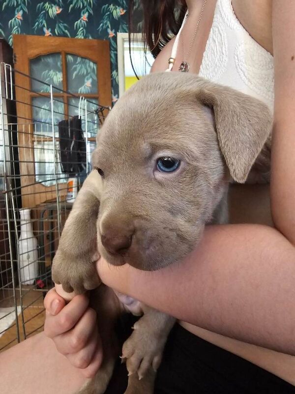 OVNO ...Last 2 boys ...cane corso x great dane - Image 3 of 3